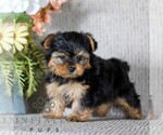 Small #2 Yorkshire Terrier