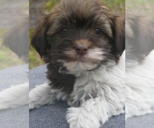 Havanese Puppy for sale in WILSON, NY, USA