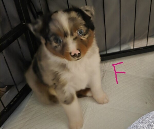 Medium Photo #19 Miniature Australian Shepherd Puppy For Sale in EVERTON, MO, USA