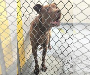 Labrador Retriever-Unknown Mix Dogs for adoption in Anchorage, AK, USA