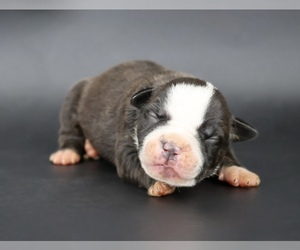 American Bully Puppy for sale in CHAMPAIGN, IL, USA