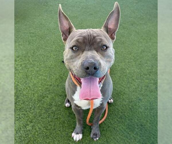 Medium Photo #1 Mutt Puppy For Sale in Camarillo, CA, USA