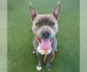 Mutt Dogs for adoption in Camarillo, CA, USA