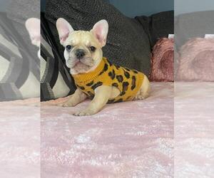 French Bulldog Puppy for sale in BOSTON, MA, USA