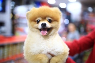 Pomeranian Puppy for sale in WOODSIDE, NY, USA