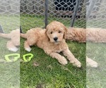 Small Photo #5 Goldendoodle (Miniature) Puppy For Sale in PUYALLUP, WA, USA