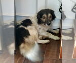 Small Australian Shepherd-Dachshund Mix