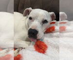 Small #23 American Pit Bull Terrier Mix