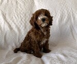 Small Cavapoo (Miniature)