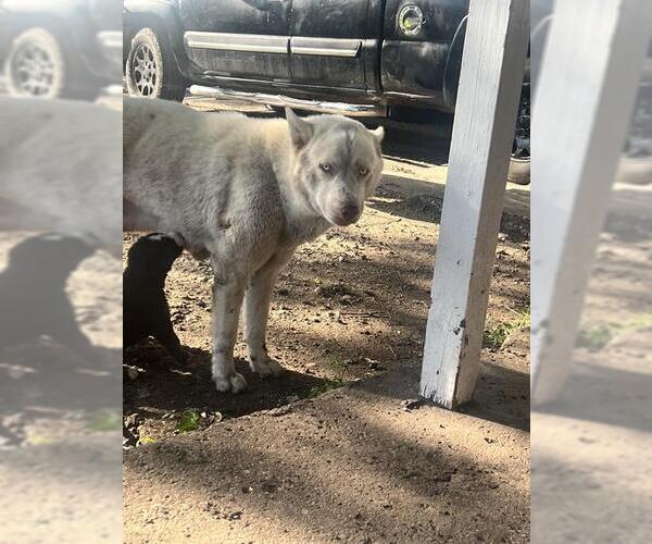 Medium Photo #1 Siberian Husky-Unknown Mix Puppy For Sale in San Antonio, TX, USA