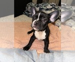 Puppy Onyx French Bulldog