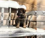 Small Photo #4 German Shepherd Dog Puppy For Sale in BIRMINGHAM, PA, USA