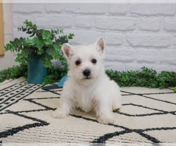 Medium Photo #4 West Highland White Terrier Puppy For Sale in SYRACUSE, IN, USA