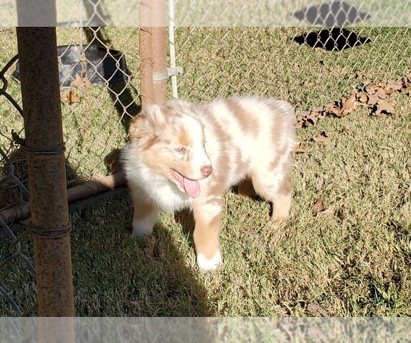 Medium Photo #20 Australian Shepherd Puppy For Sale in CLARKSVILLE, TX, USA