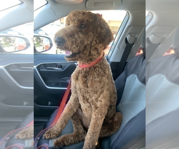 Medium Photo #27 Goldendoodle Puppy For Sale in HUNTINGTON BEACH, CA, USA