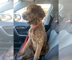 Small #26 Goldendoodle