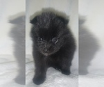 Small Photo #4 Pomeranian Puppy For Sale in PORTLAND, ME, USA