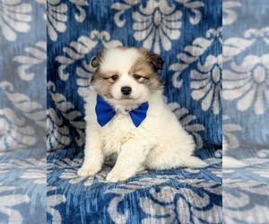 Pomimo Puppy for sale in CHRISTIANA, PA, USA