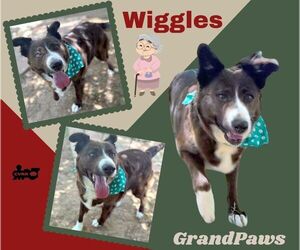 Border Collie-Unknown Mix Dogs for adoption in Lindsay, CA, USA