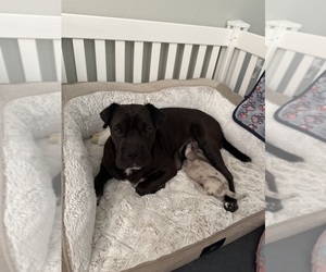Mother of the Cocker-Pei puppies born on 06/28/2025