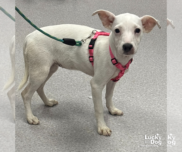 Medium Photo #3 Jack Chi Puppy For Sale in Washington, DC, USA