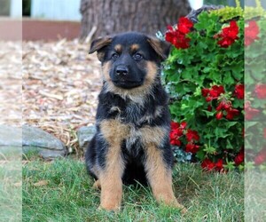German Shepherd Dog Puppy for sale in LANCASTER, PA, USA