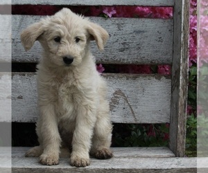 Poodle (Miniature)-Siberian Husky Mix Puppy for sale in FREDERICKSBURG, OH, USA