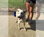 Small Siberian Husky Mix
