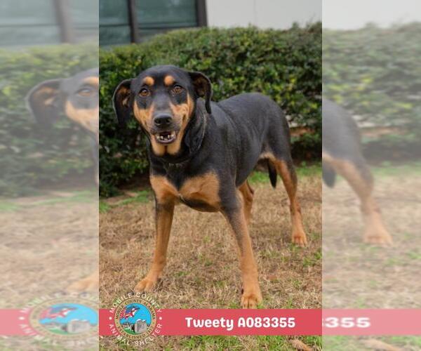 Medium Photo #2 Black and Tan Coonhound-Unknown Mix Puppy For Sale in Mobile, AL, USA