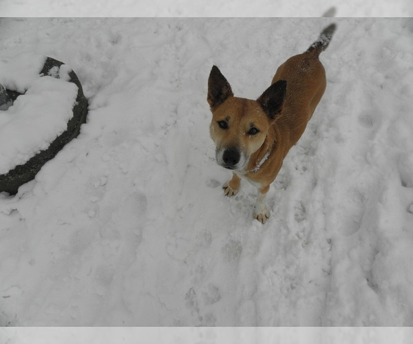 Medium Photo #1 Mutt-Unknown Mix Puppy For Sale in BUCKLIN, MO, USA