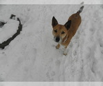 Small Photo #1 Mutt-Unknown Mix Puppy For Sale in BUCKLIN, MO, USA