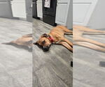 Small #31 Labrador Retriever-Rhodesian Ridgeback Mix