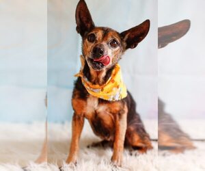 Chihuahua-Unknown Mix Dogs for adoption in Greenville, SC, USA