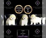 Small Photo #26 Maltipoo Puppy For Sale in WARSAW, IN, USA