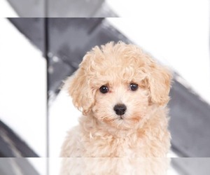 Bichpoo Puppy for sale in BEL AIR, MD, USA