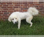 Small #9 Great Pyrenees Mix
