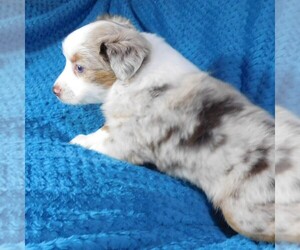 Miniature Australian Shepherd Puppy for sale in CINCINNATI, OH, USA