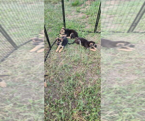 Medium Photo #3 German Shepherd Dog Puppy For Sale in INEZ, TX, USA