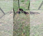 Small #2 German Shepherd Dog