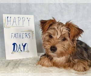 Yorkshire Terrier Puppy for sale in HILLSBORO, TX, USA