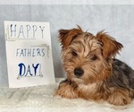 Small Yorkshire Terrier