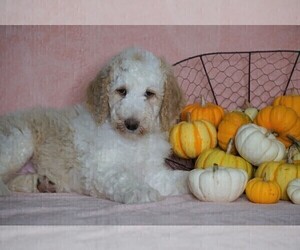 Sheepadoodle Puppy for sale in FREDERICKSBG, OH, USA