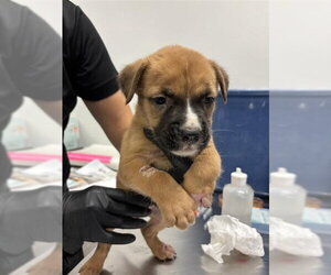 Labrador Retriever Dogs for adoption in Corpus Christi, TX, USA