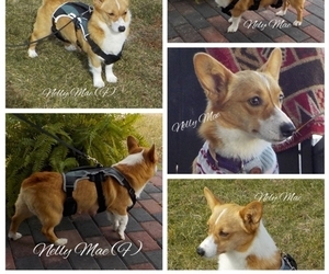 Mother of the Pembroke Welsh Corgi puppies born on 09/20/2021