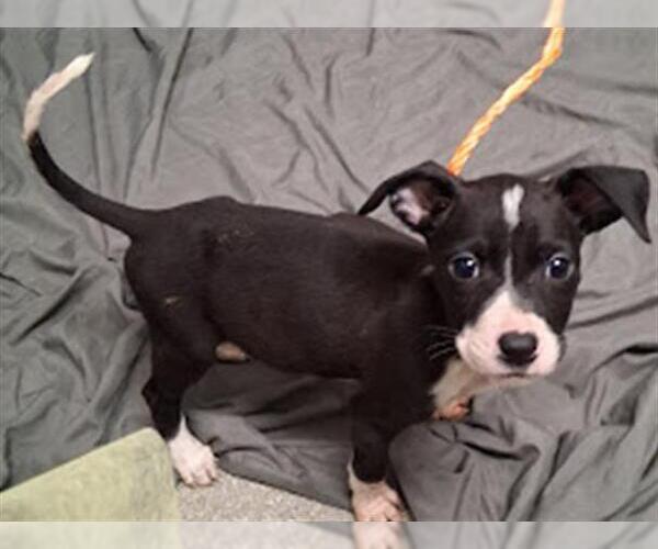 Medium Photo #1 American Pit Bull Terrier-Unknown Mix Puppy For Sale in Las Vegas, NV, USA