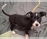 Small American Pit Bull Terrier Mix