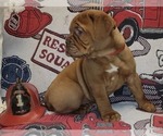 Small #1 Dogue de Bordeaux
