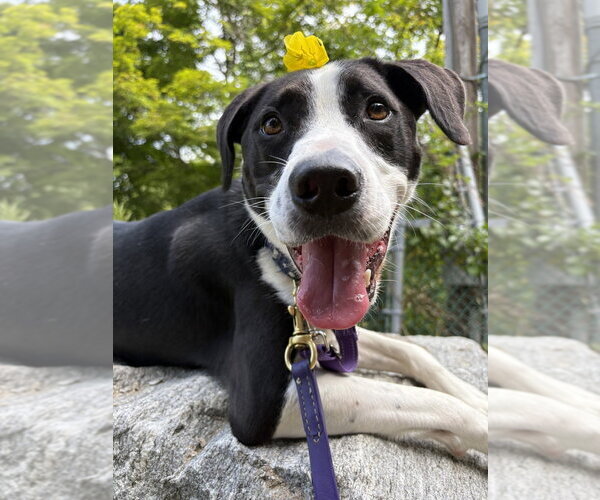 Medium Photo #35 Borador Puppy For Sale in Brewster, NY, USA