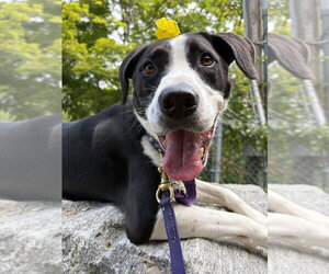 AC - Gumbo aka Gumby - Male Borador Dog for Adoption - Photo #35