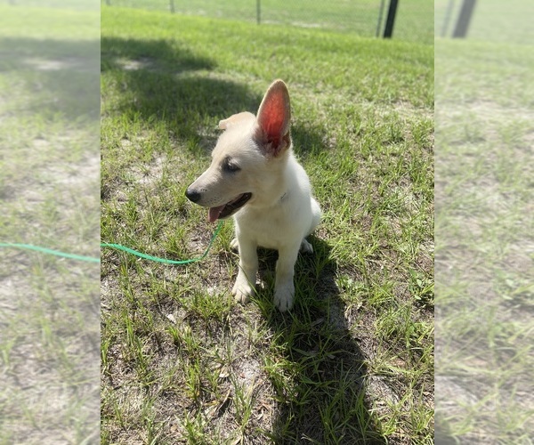 Medium Photo #5 German Shepherd Dog Puppy For Sale in ALACHUA, FL, USA